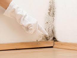 Best Black Mold Removal  in Garden Ridge, TX